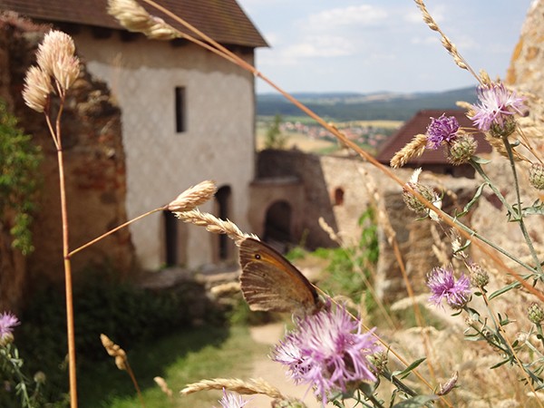 Ruine Tocnik Zebrak