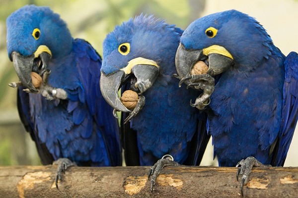 Papegaaien dierentuin Praag
