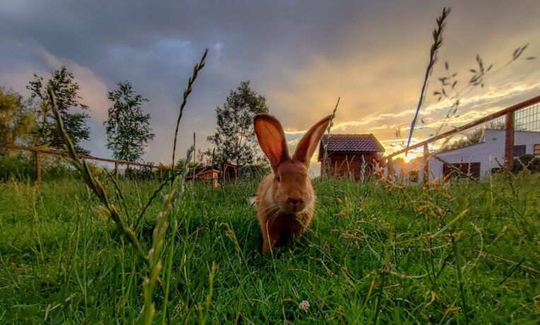 Dierenweide camping Chvalsiny